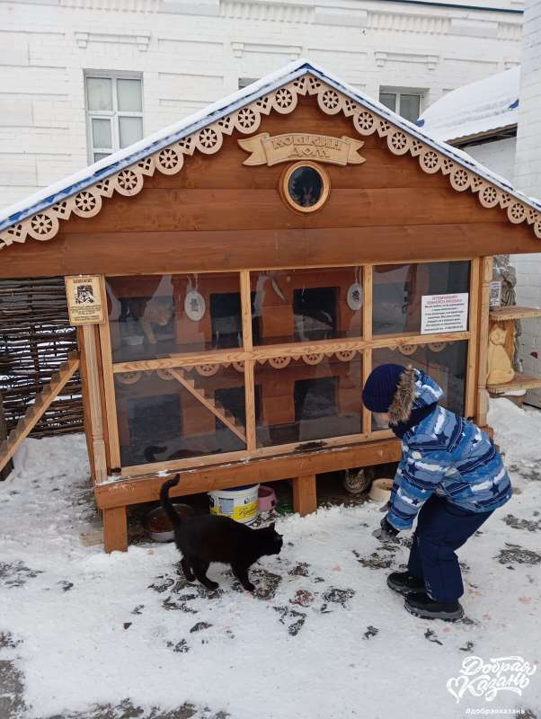 Забота о кошках и котах