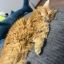 Забрали кота в гости, чтобы не оставался один.=) 1 Забрали кота в гости, чтобы не оставался один.=) 1