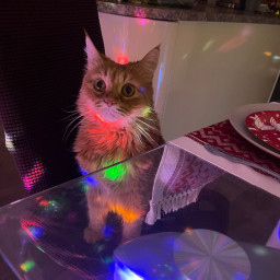 Забрали кота в гости, чтобы не оставался один.=) Забрали кота в гости, чтобы не оставался один.=)