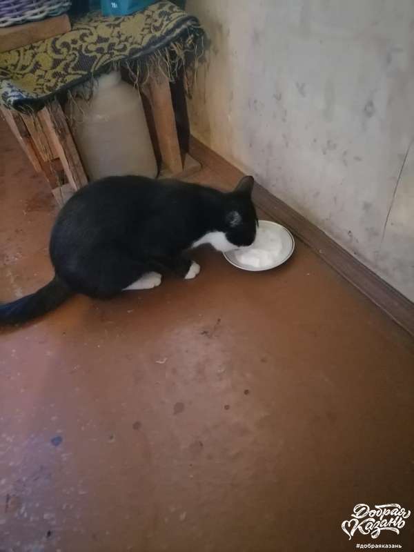 Покормила кота Покормила кота