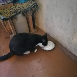 Покормила кота